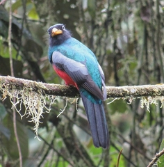 Trogon comptus