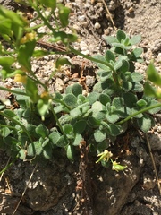 Draba asterophora
