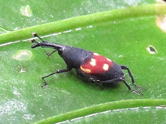 Cactophagus bolivari