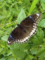 Hypolimnas bolina
