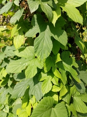 Humulus lupulus
