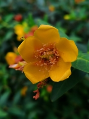 Hypericum patulum