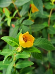 Hypericum patulum