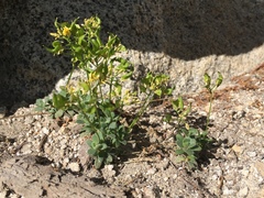 Draba asterophora