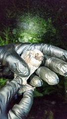 Lasiurus cinereus cinereus