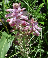 Lachenalia salteri