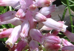 Lachenalia salteri