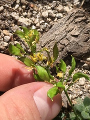 Draba asterophora