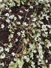 Dichondra argentea