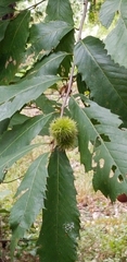 Castanea pumila