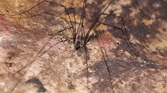 Mitostoma chrysomelas