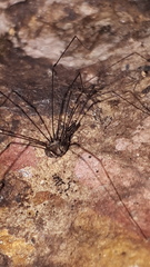 Mitostoma chrysomelas