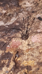 Mitostoma chrysomelas
