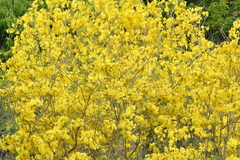 Handroanthus serratifolius
