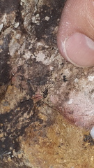 Mitostoma chrysomelas