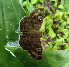 Sarangesa dasahara