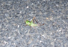 Pediodectes haldemanii