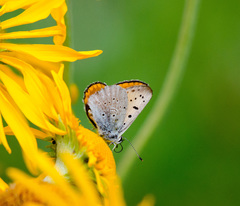 Tharsalea rubidus ferrisi