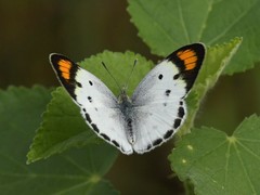 Colotis etrida