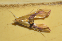 Agathodes monstralis