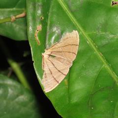 Orudiza protheclaria