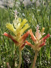 Lachenalia orchioides