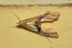 Agathodes monstralis