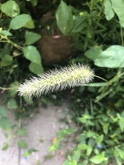 Setaria