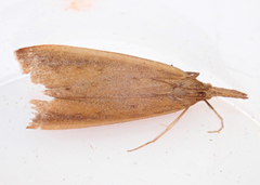 Schoenobius gigantella