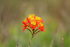 Epidendrum fulgens