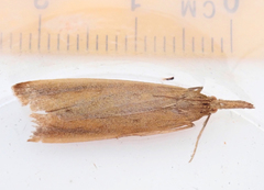 Schoenobius gigantella