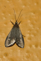 Pyrausta demantrialis