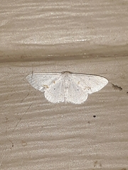 Scopula lautaria