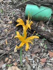 Lycoris aurea