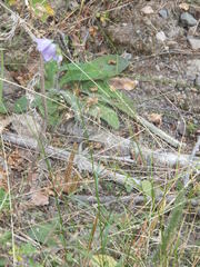 Campanula alaskana