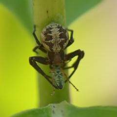Xysticus punctatus