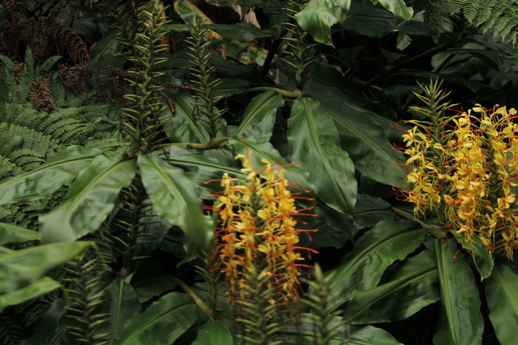 Hedychium gardnerianum