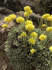 Eriogonum rosense