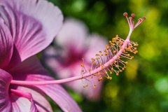 Hibiscus rosa-sinensis