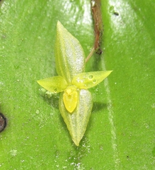 Pleurothallis prolaticollaris