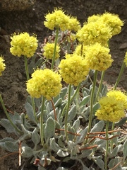 Eriogonum rosense