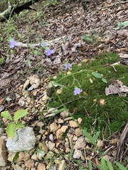 Wahlenbergia marginata