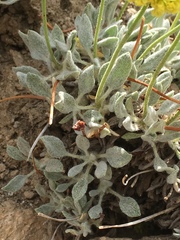 Eriogonum rosense