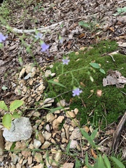 Wahlenbergia marginata