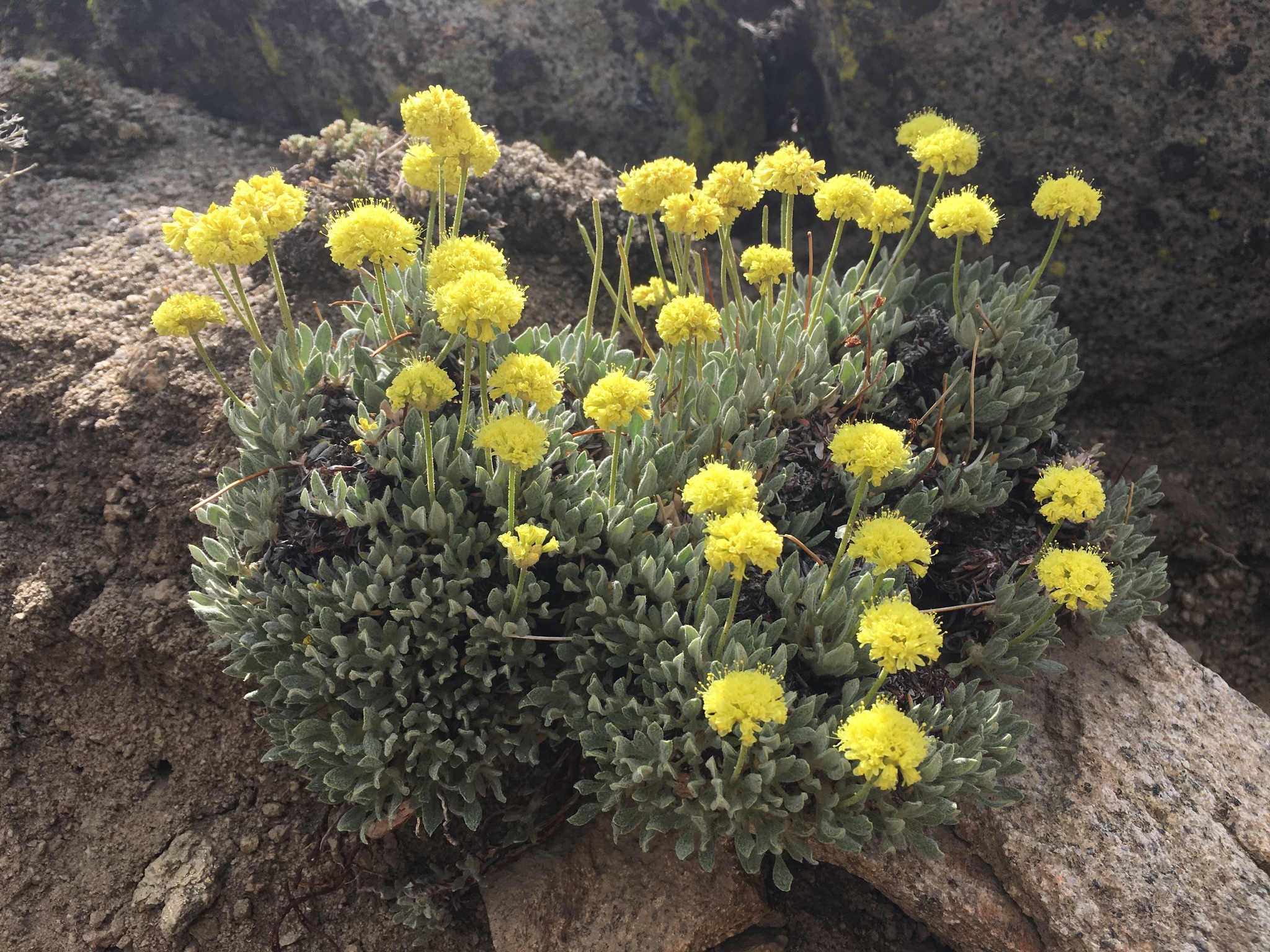 Eriogonum rosense