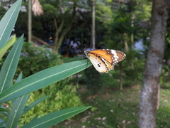 Danaus chrysippus chrysippus