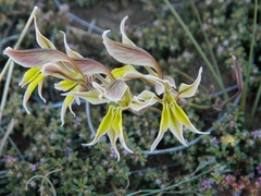 Gladiolus permeabilis