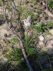 Trachyandra hirsutiflora