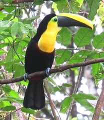 Choco Toucan photo 3