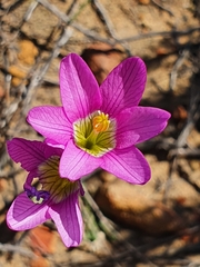 Ixia latifolia